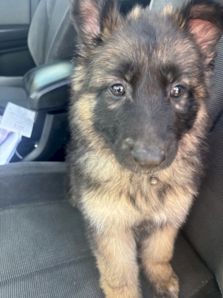 Pure Bred German Shepherd Puppy