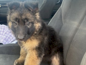 Pure Bred German Shepherd Puppy