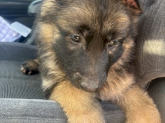 Pure Bred German Shepherd Puppy