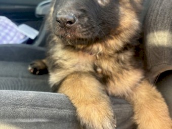 Pure Bred German Shepherd Puppy