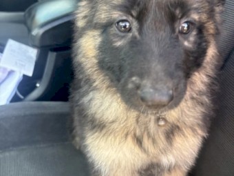 Pure Bred German Shepherd Puppy