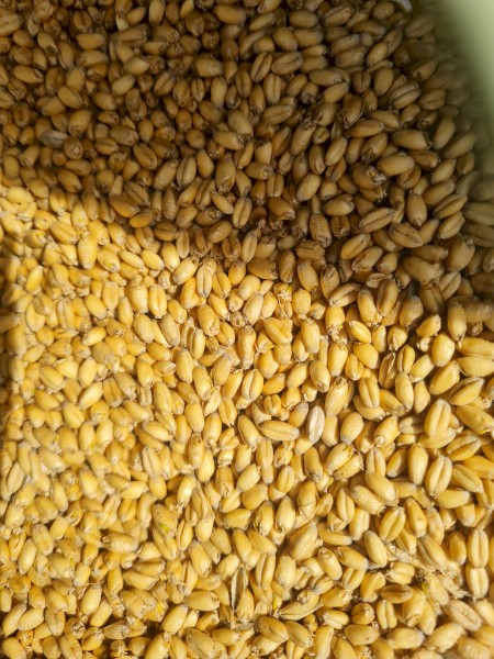 Feed Wheat 2024 Harvest 