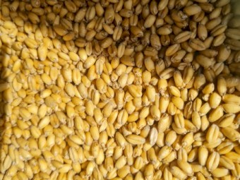 Feed Wheat 2024 Harvest 