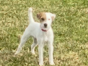 Parson Russell terrier Pup 