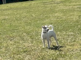 Parson Russell terrier Pup 