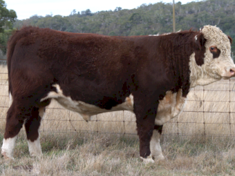 Hereford Stud Bulls For Sale