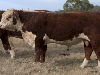 Hereford Stud Bulls For Sale