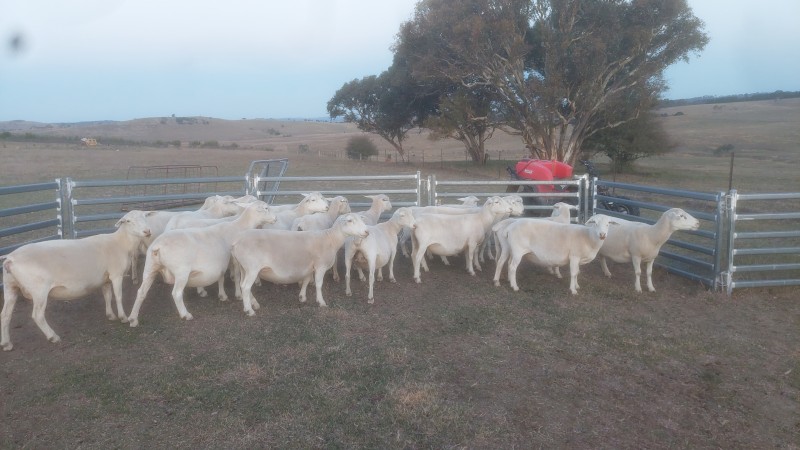 Pure White Dorper Ewes