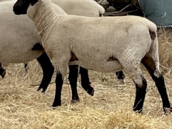 Suffolk Ewes and Lambs 