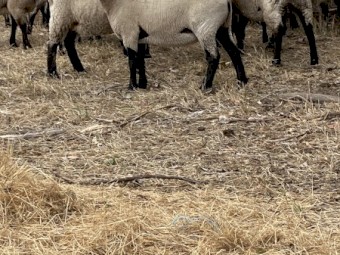 Suffolk Ewes and Lambs 