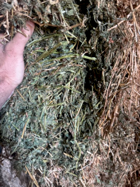 Lucerne (No Rain Damage)