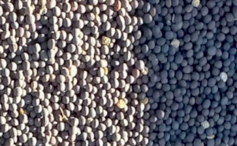 WANTED 10-15t Popany Vetch