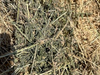 Lucerne Hay 5x4 rounds