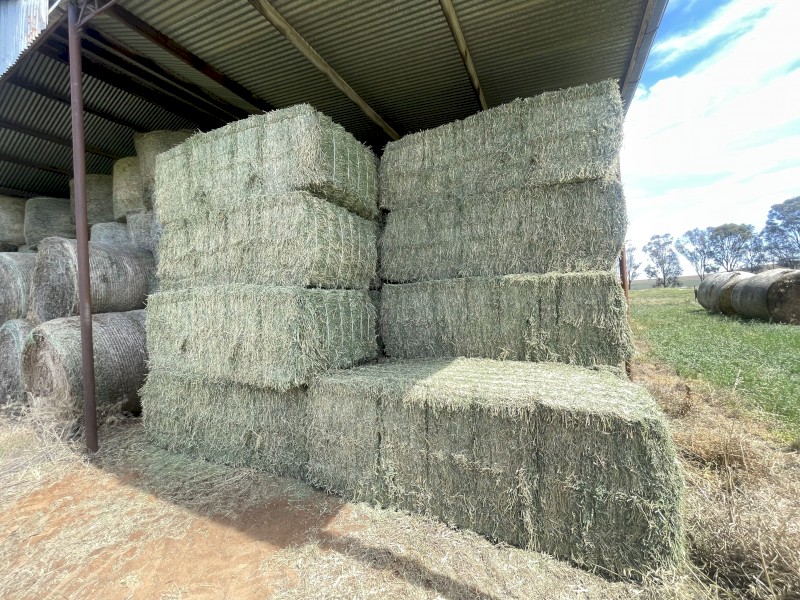 55 x Lucerne Hay 8x4x3 Bales