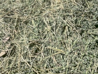 55 x Lucerne Hay 8x4x3 Bales