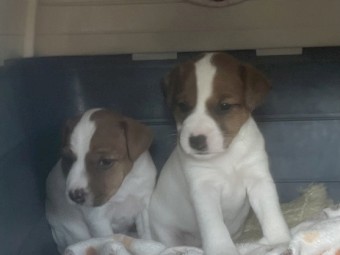 Parson Russell terrier Pup 