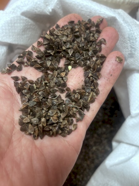Buckwheat Sowing Seed - Cover Crop / Legend Soil Conditioner GnV 64%