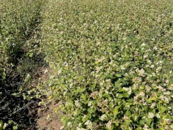 Buckwheat Sowing Seed - Cover Crop / Legend Soil Conditioner GnV 64%