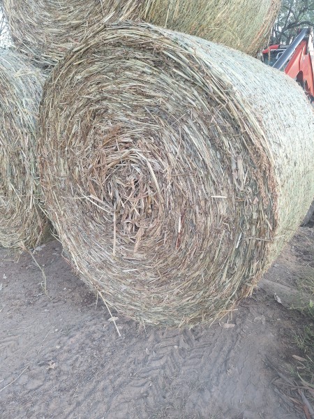 Forage Sorghum Hay