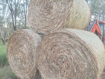 Forage Sorghum Hay