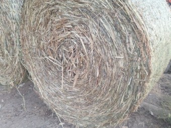 Forage Sorghum Hay