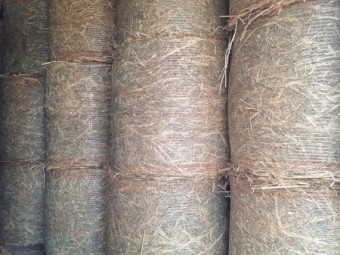 Forage Sorghum Hay
