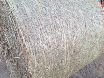 Forage Sorghum Hay