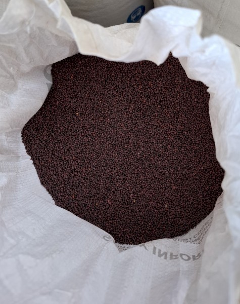 CANOLA PY421C Seed