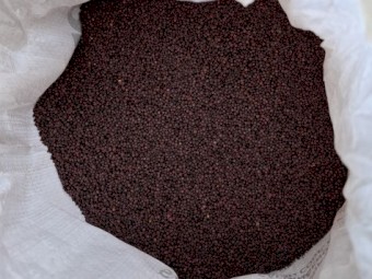 CANOLA PY421C Seed