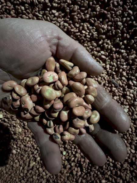 23mt Faba Bean Seed