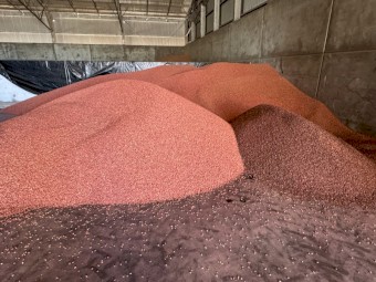 23mt Faba Bean Seed