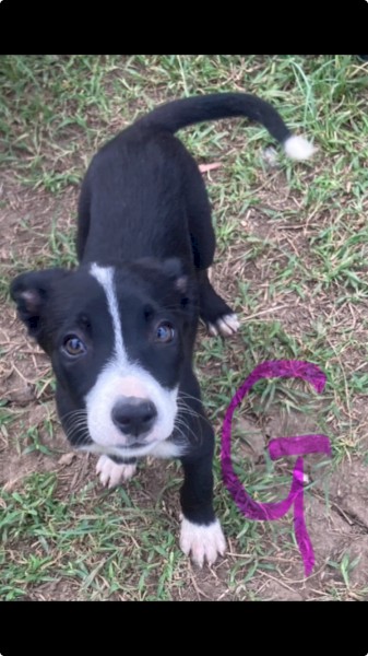 Kelpie puppy