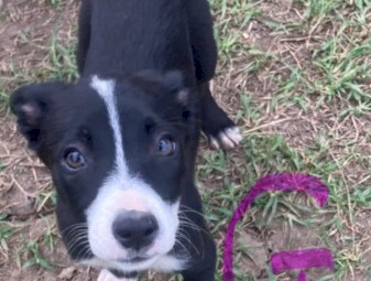 Kelpie puppy