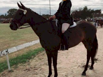 Tb Mare