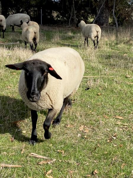 Suffolk Ewes joined 