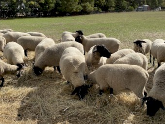 Suffolk Ewes joined 
