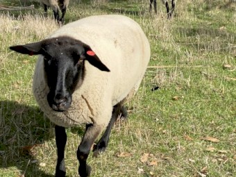 Suffolk Ewes joined 