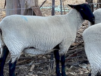 Suffolk Ewes joined 