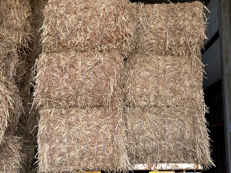 Irrigated sss forage sorghum hay 