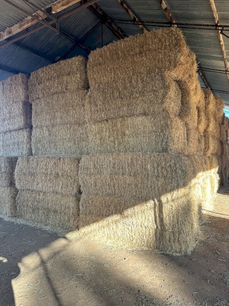 150 x Barley Straw 8x4x3 Bales