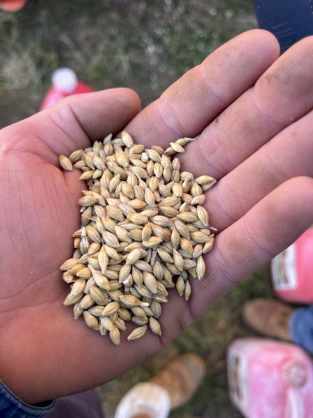 Maximus Barley Seed - Graded (untreated) 