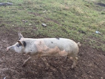3 x Sows for sale 