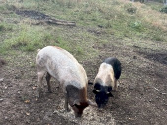 3 x Sows for sale 