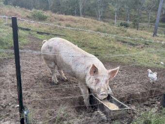 3 x Sows for sale 
