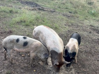 3 x Sows for sale 