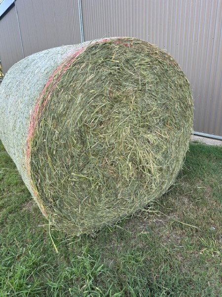 Endura Rhodes grass Round Bales