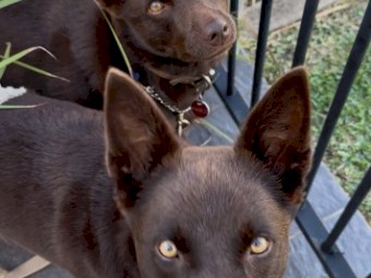 Purebred Australian Kelpie - Meet Jack!