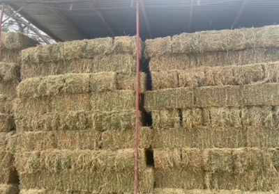 Lucerne Hay (Heavy Small Squares)