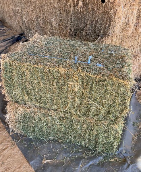 Grassy Lucerne (Small Bales)