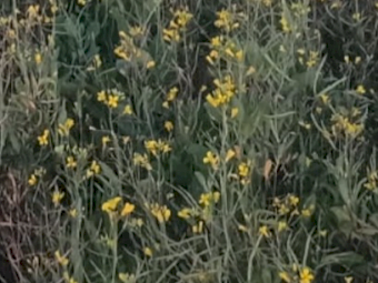 Canola Autumn Cut Soft Stem Haylage 